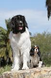 LANDSEER & CAVALIER KING CHARLES 071